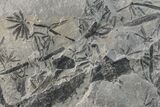 Pennsylvanian Fossil Horsetail (Annularia) Plate - Kentucky #160250-1